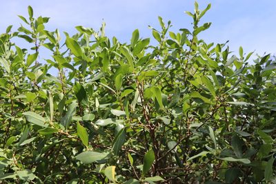 Azara uruguayensis, photographed by Florencia Grattarola