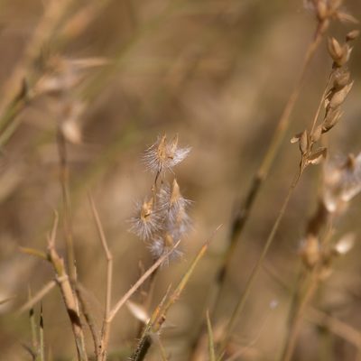 Eriachne mucronata, photographed by Kym Nicolson