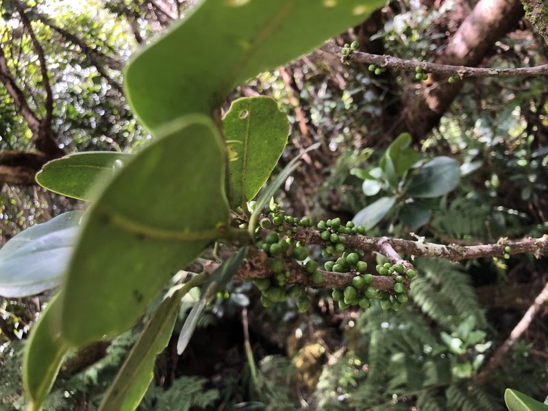 Melicope clusiifolia, photographed by akt2