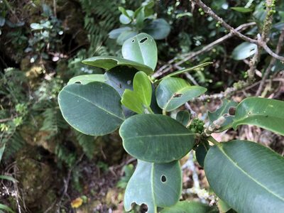 Melicope clusiifolia, photographed by akt2