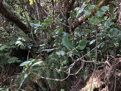 Melicope clusiifolia, photographed by akt2