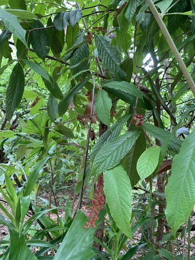 Antidesma velutinosum, photographed by Carrie Seltzer