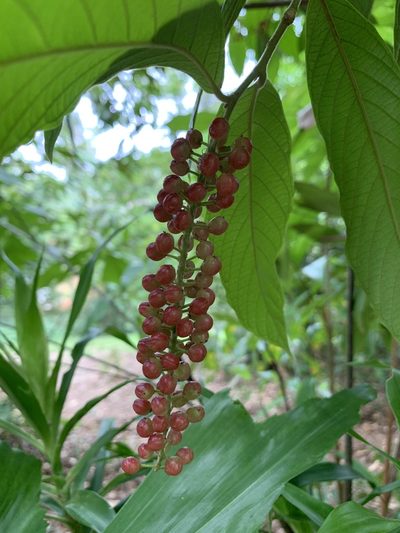 Antidesma velutinosum, photographed by Carrie Seltzer