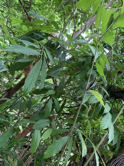 Antidesma velutinosum, photographed by Carrie Seltzer