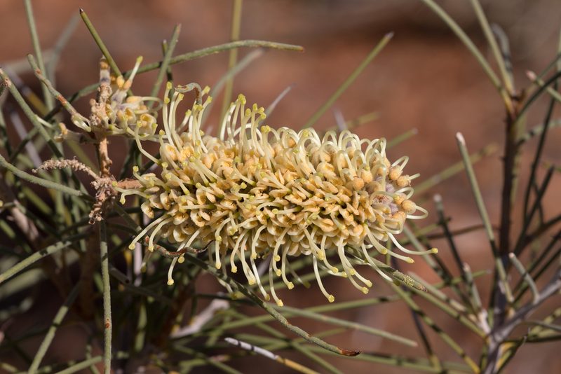 Hakea chordophylla, photographed by Kym Nicolson
