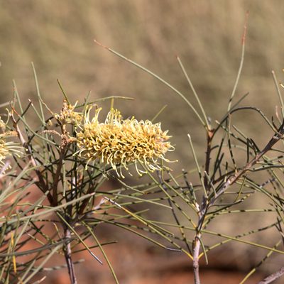 Hakea chordophylla, photographed by Kym Nicolson