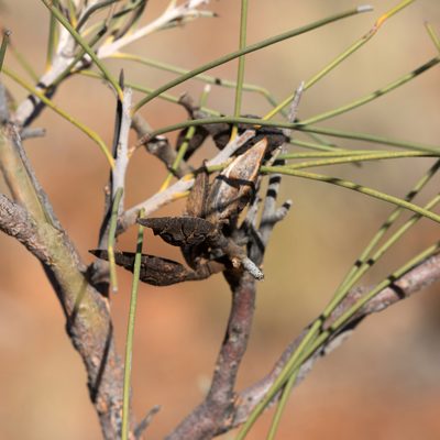 Hakea chordophylla, photographed by Kym Nicolson