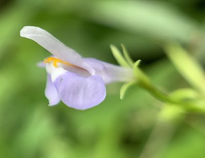 Bonnaya sanpabloensis, photographed by Carrie Seltzer