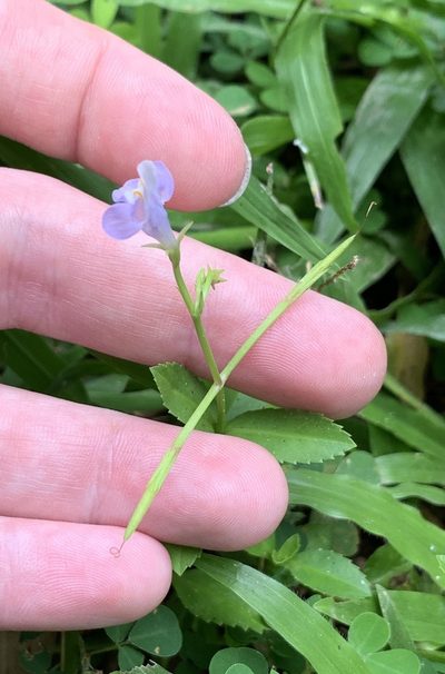Bonnaya sanpabloensis, photographed by Carrie Seltzer