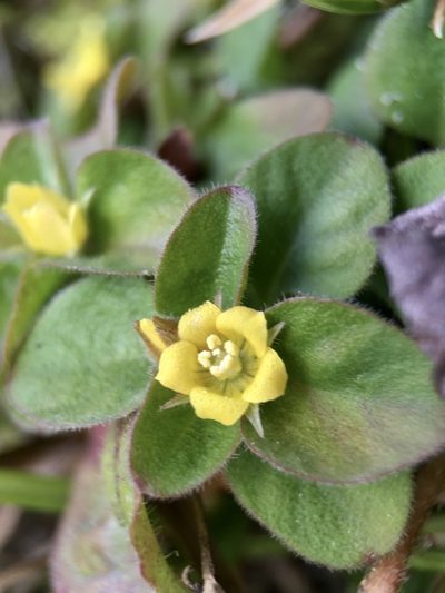 Lysimachia japonica, photographed by Norio Nomura