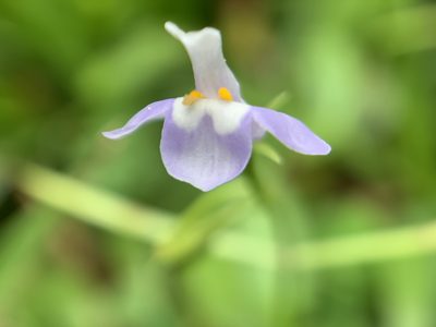Bonnaya sanpabloensis, photographed by Carrie Seltzer