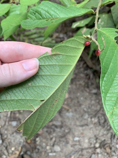 Antidesma velutinosum