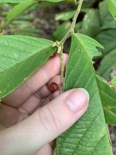 Antidesma velutinosum, photographed by Carrie Seltzer