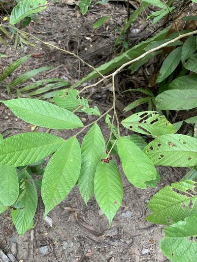 Antidesma velutinosum, photographed by Carrie Seltzer
