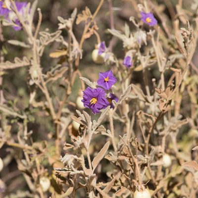 Solanum succosum, photographed by Kym Nicolson