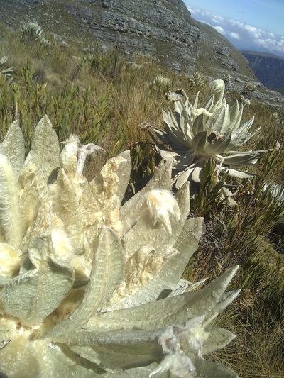 Espeletia incana, photographed by Daniel Fernando Páez Arias