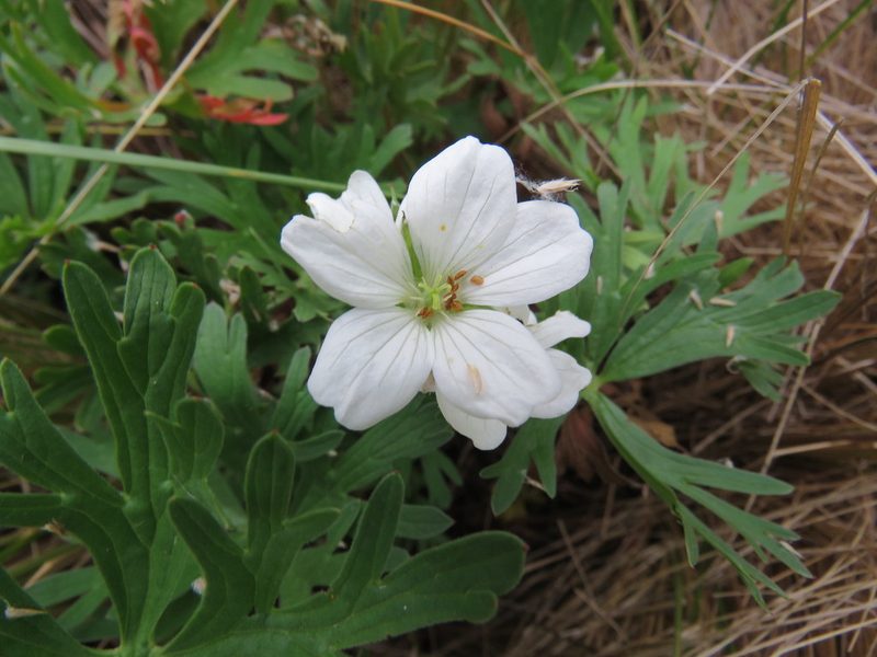 Geranium parodii, photographed by Nicolas Olejnik