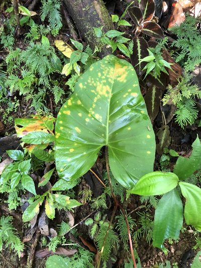 Adelonema wendlandii, photographed by Dan MacNeal