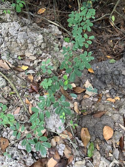 Dalbergia candenatensis, photographed by Carrie Seltzer