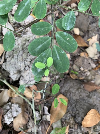 Dalbergia candenatensis, photographed by Carrie Seltzer