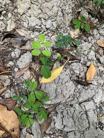 Dalbergia candenatensis, photographed by Carrie Seltzer