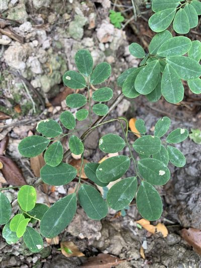 Dalbergia candenatensis, photographed by Carrie Seltzer