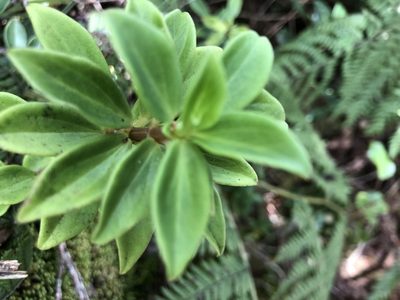 Peperomia hesperomannii, photographed by akt2