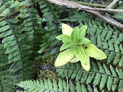 Peperomia hesperomannii, photographed by akt2