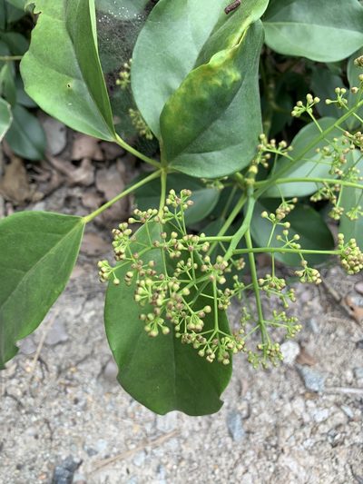 Heptapleurum ellipticum, photographed by Carrie Seltzer