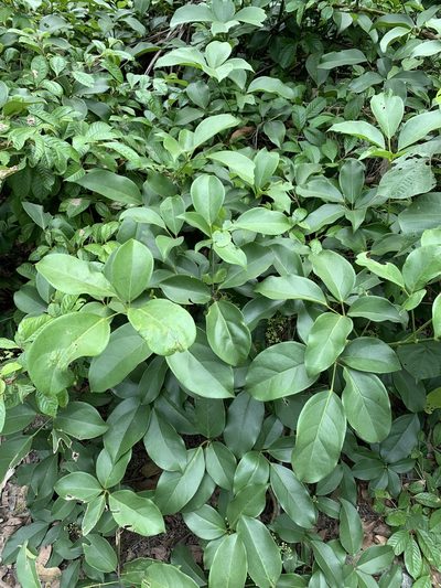 Heptapleurum ellipticum, photographed by Carrie Seltzer