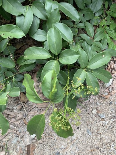 Heptapleurum ellipticum, photographed by Carrie Seltzer
