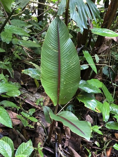 Heliconia imbricata, photographed by Dan MacNeal