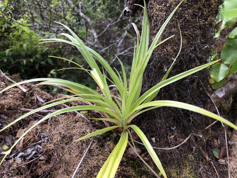 Astelia argyrocoma, photographed by akt2