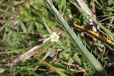 Bouchetia anomala, photographed by Florencia Grattarola