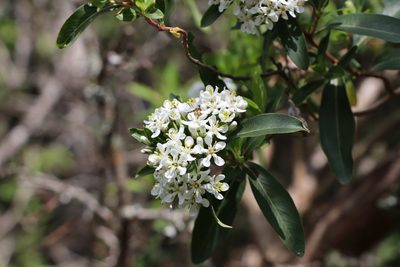 Escallonia bifida, photographed by Florencia Grattarola