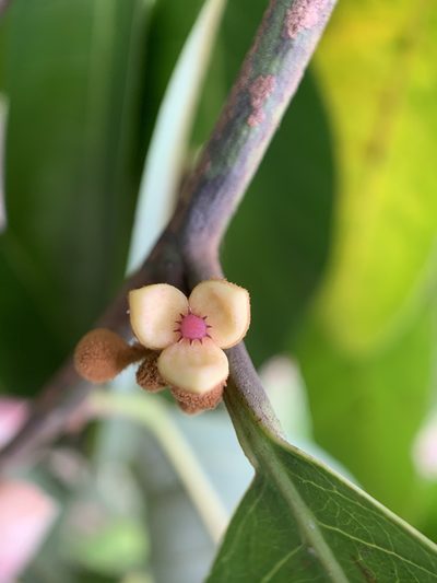 Knema globularia, photographed by Carrie Seltzer