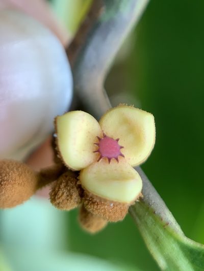 Knema globularia, photographed by Carrie Seltzer