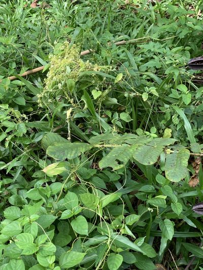 Cuscuta australis, photographed by Carrie Seltzer