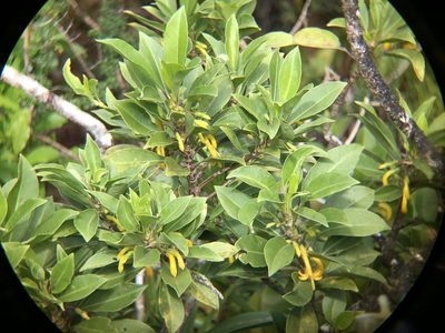 Scaevola glabra, photographed by akt2