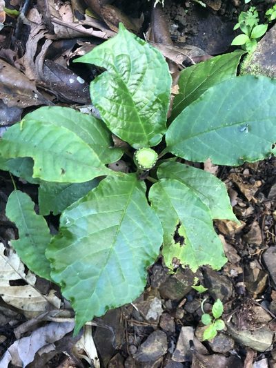 Dorstenia choconiana, photographed by Dan MacNeal