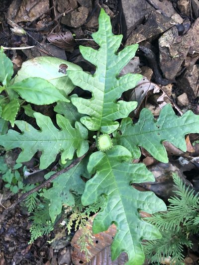 Dorstenia choconiana, photographed by Dan MacNeal