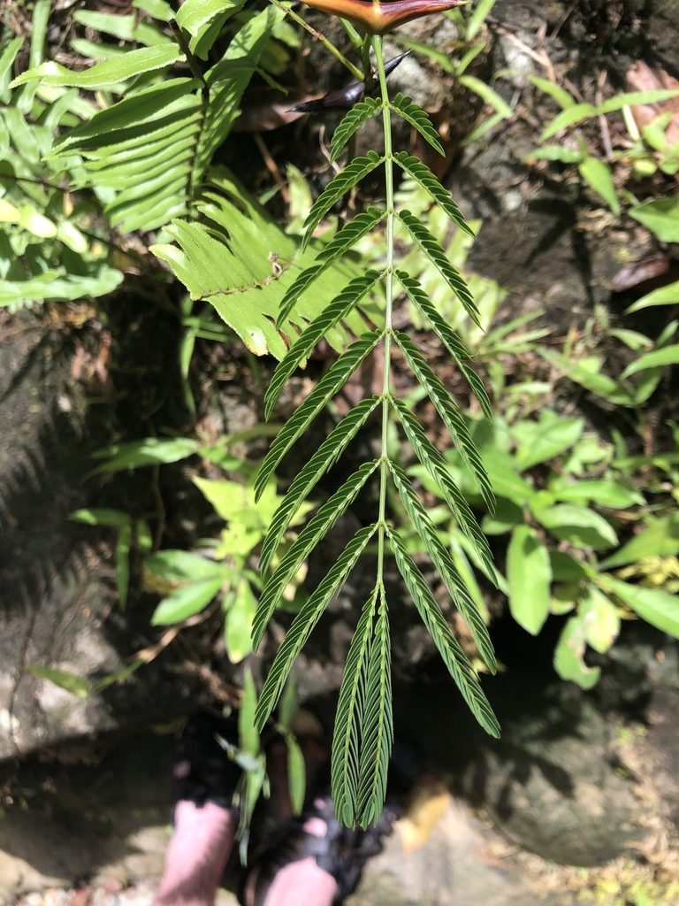 Vachellia allenii, photographed by Dan MacNeal