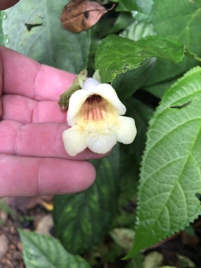 Gasteranthus delphinioides, photographed by Dan MacNeal