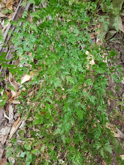 Pteris saxatilis, photographed by Danielle Munster
