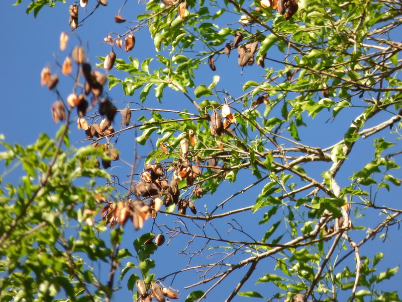 Diplokeleba floribunda, photographed by Pablo H Capovilla