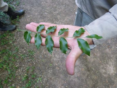 Diplokeleba floribunda, photographed by Pablo H Capovilla