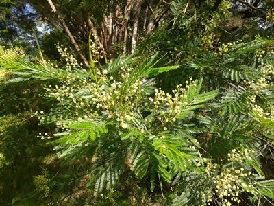 Acacia parramattensis, photographed by Leon Perrie