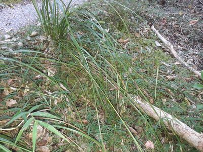 Carex solandri, photographed by Leon Perrie