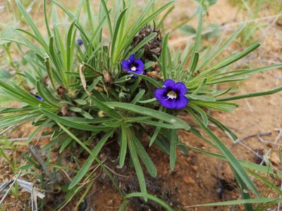 Aptosimum lineare, photographed by Jens-Christian Svenning