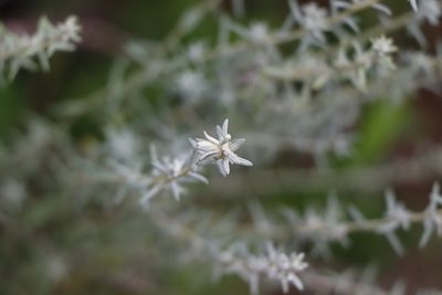 Baccharis ochracea, photographed by Florencia Grattarola